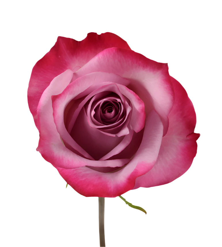 Impressive looking Colombian roses