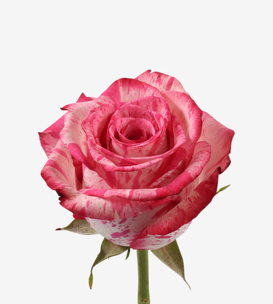 Rose Bi Colour Magic Times Wayuu Colombia