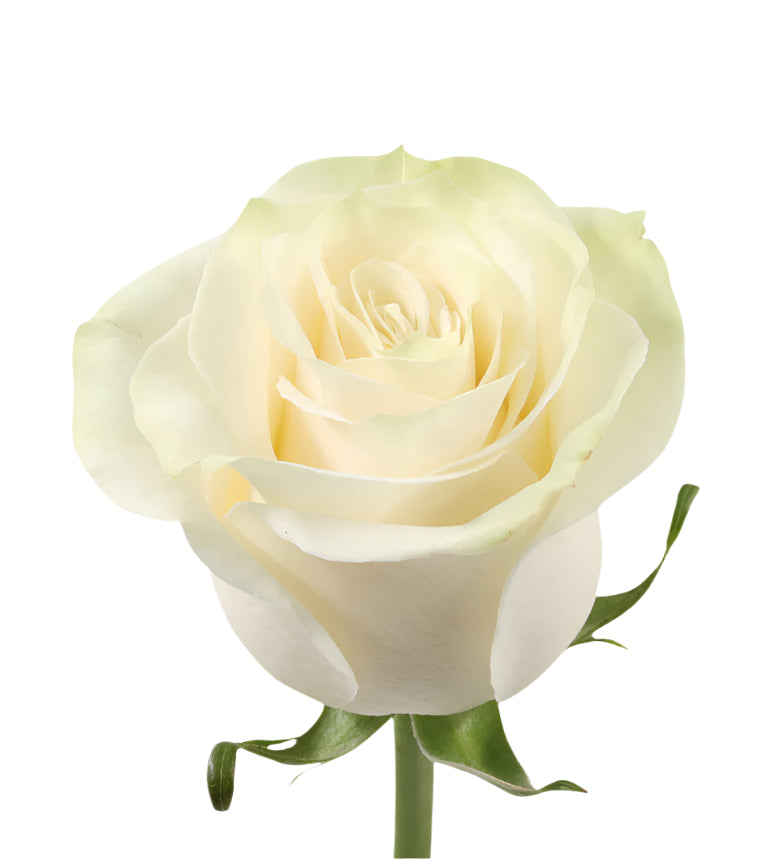 Impressive looking Colombian roses