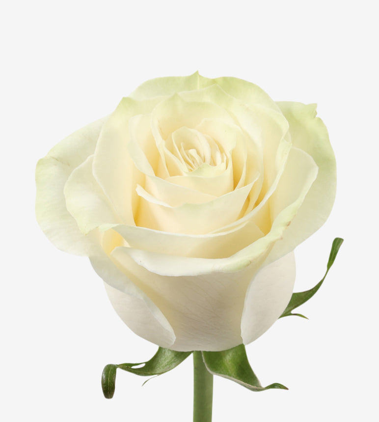 Rose White Mondial Wayuu Colombia