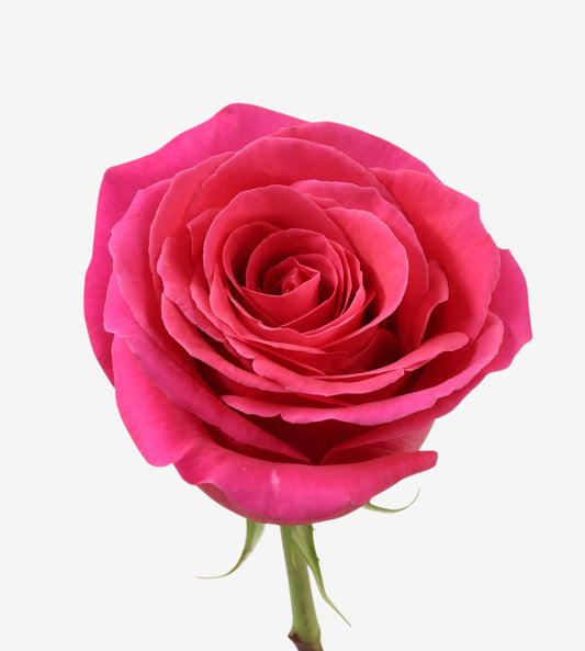 Rose Cerise Pink Floyd Wayuu Colombia