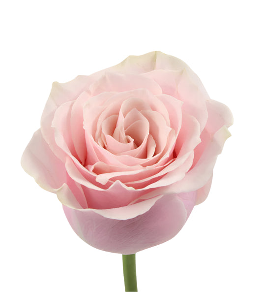 Impressive looking Colombian roses