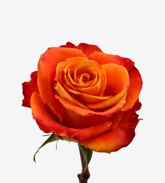 Rose Orange Silantoi Wayuu Colombia