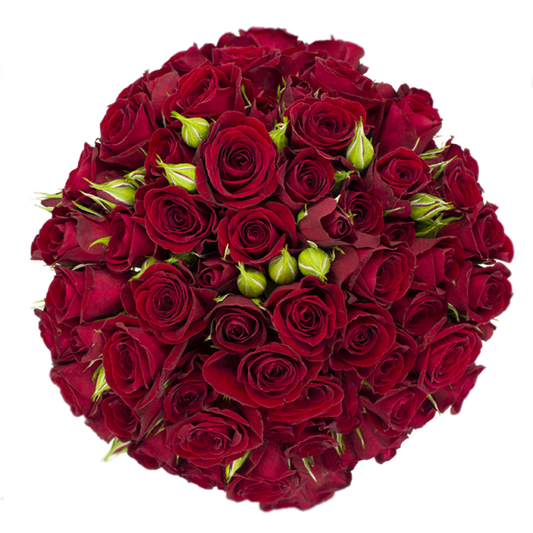 Outstanding Ecuadorian Spray Roses from a specialist Spray Rose farm