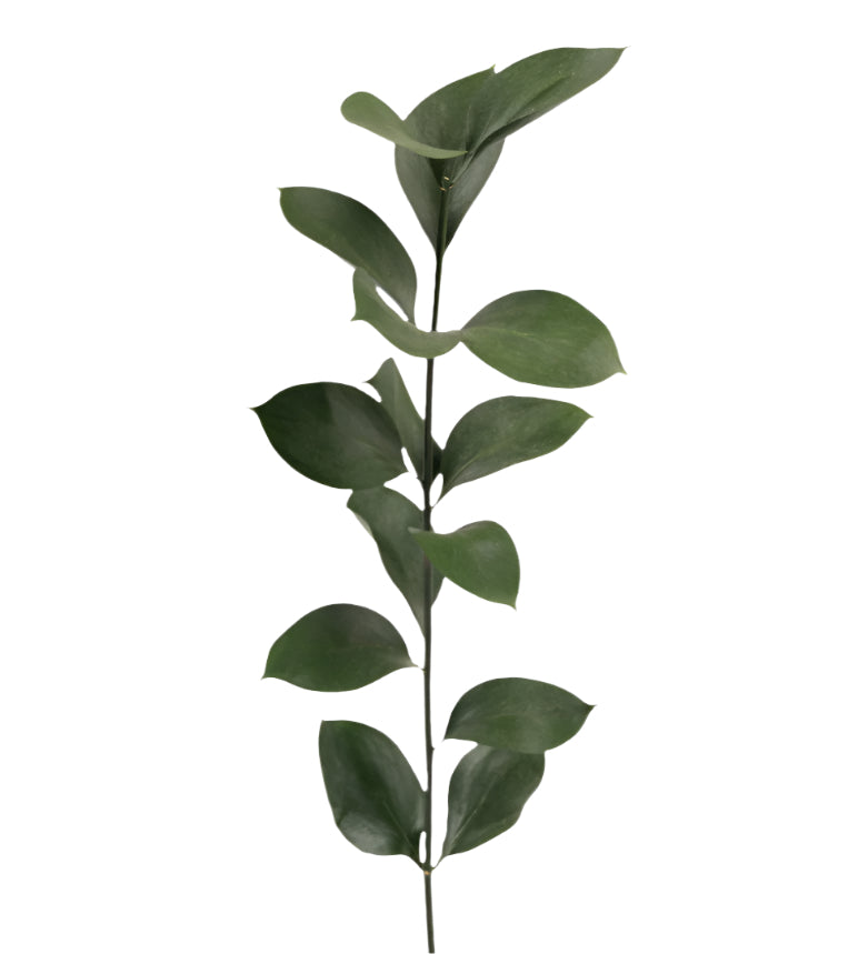 Lush green foliage stems