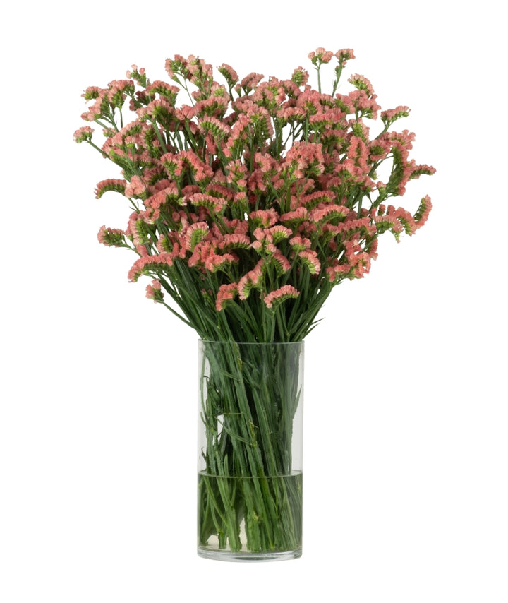 Statice – Sourcing @ MM Flowers