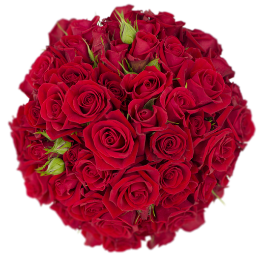 Outstanding Ecuadorian Spray Roses from a specialist Spray Rose farm