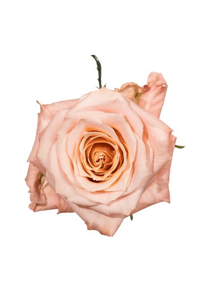 Rose Peach Shimmer Royal Flowers