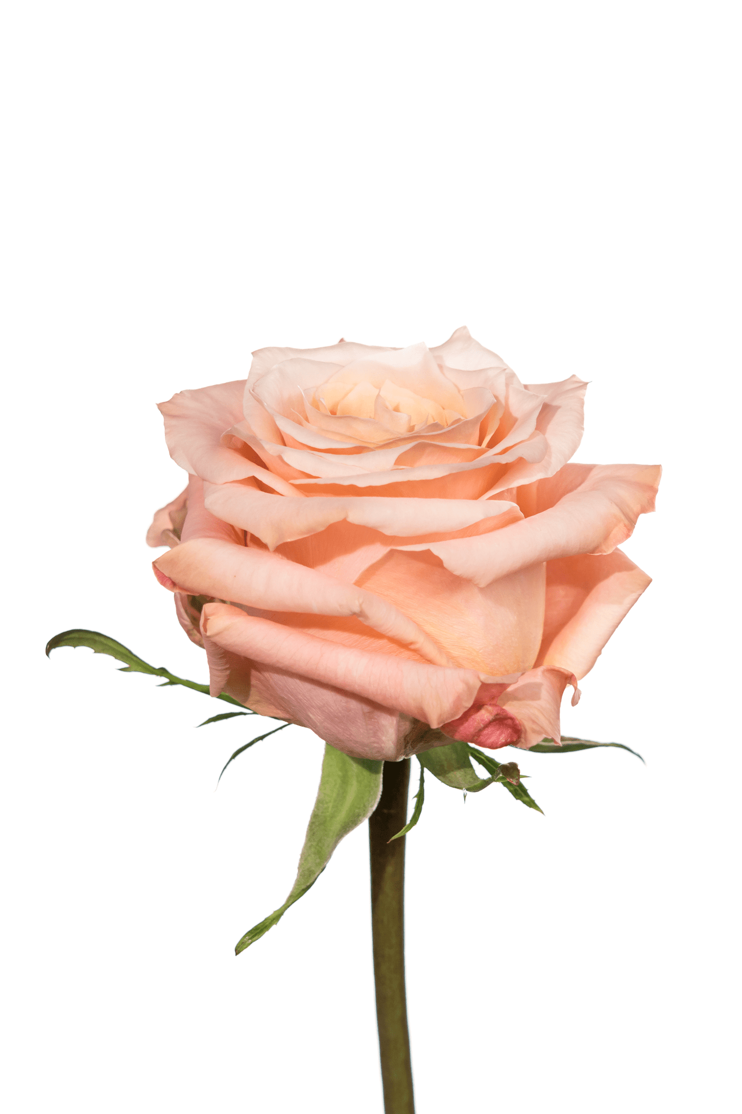 Rose Peach Shimmer Royal Flowers