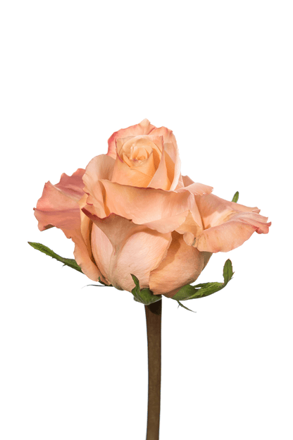 Rose Peach Shimmer Royal Flowers