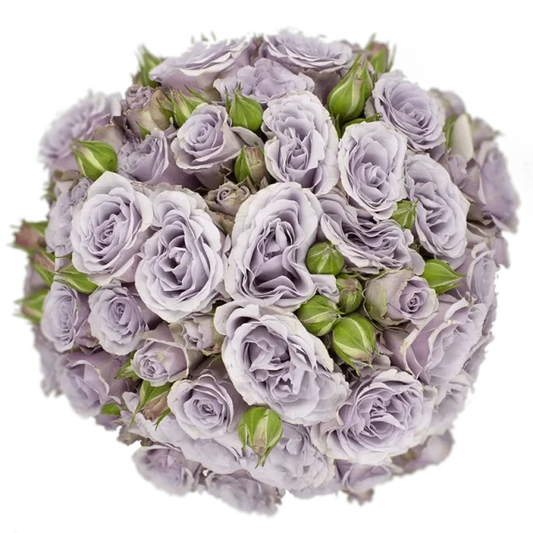 Outstanding Ecuadorian Spray Roses from a specialist Spray Rose farm