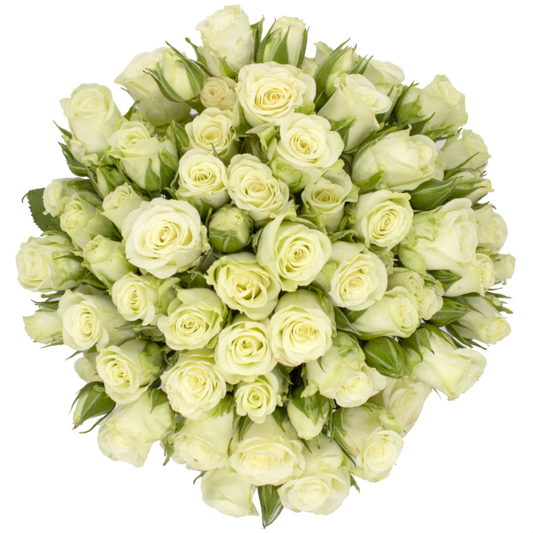 Outstanding Ecuadorian Spray Roses from a specialist Spray Rose farm