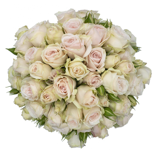 Outstanding Ecuadorian Spray Roses from a specialist Spray Rose farm