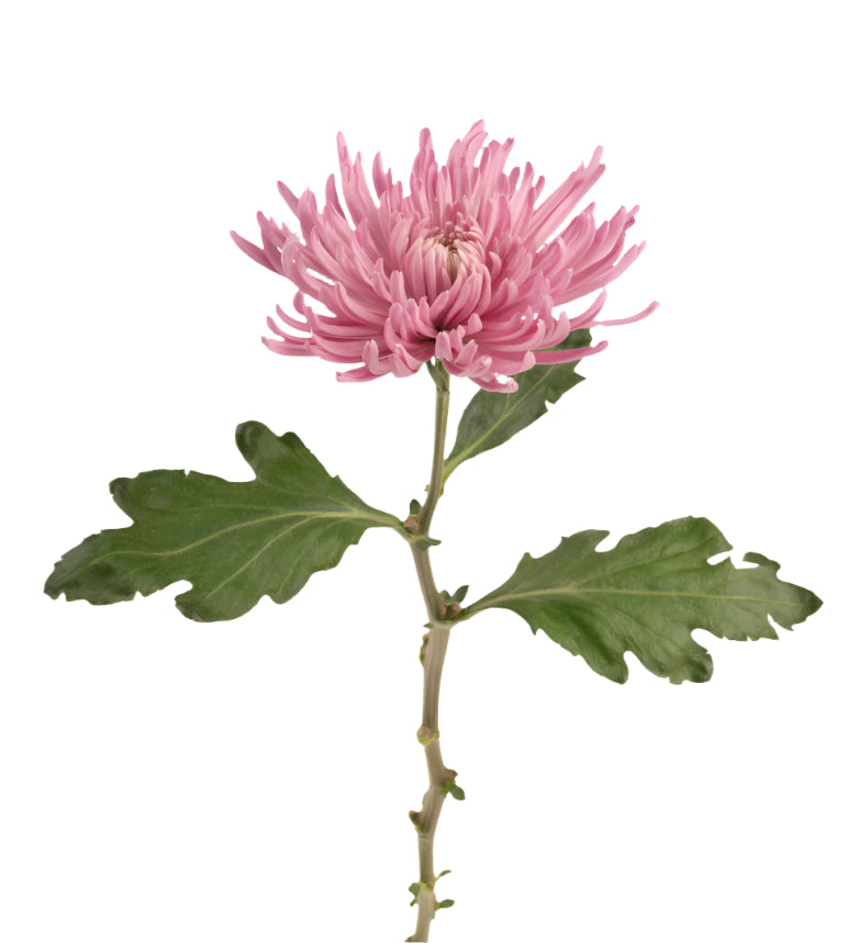 Strong Colombian Chrysanthemum Blooms