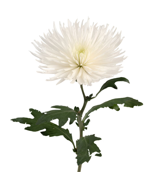 Strong Colombian Chrysanthemum Blooms