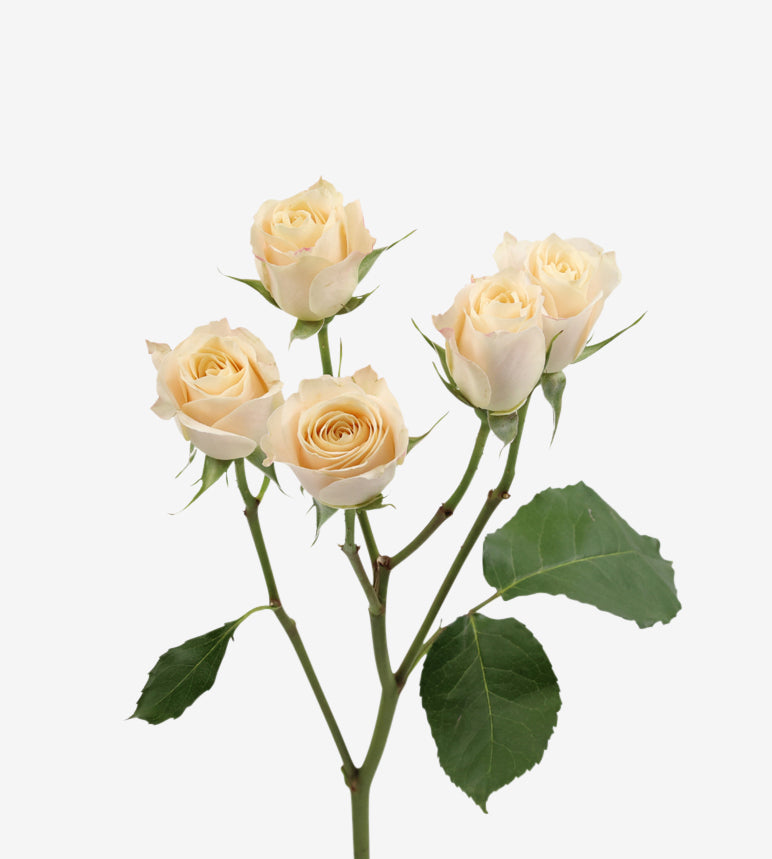 Spray Rose Bali White Wayuu Colombia