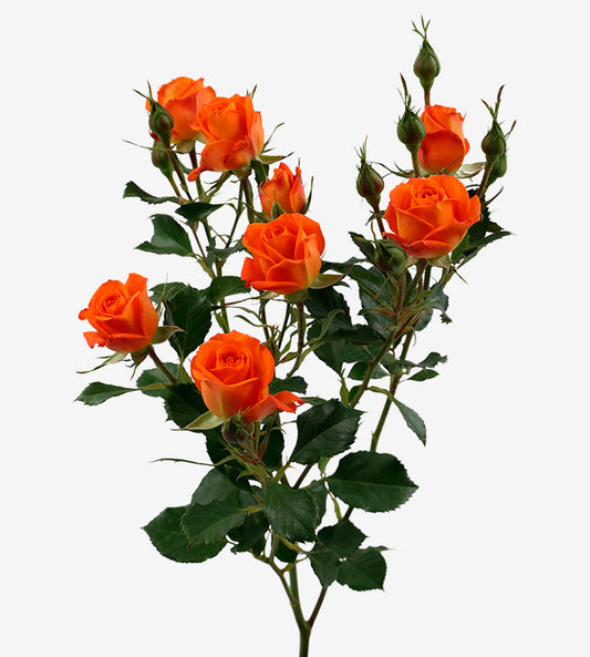 Spray Rose Bright Sensation Orange Wayuu Colombia