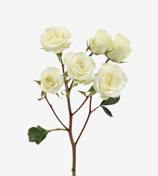 Spray Rose Floreana White Wayuu Colombia