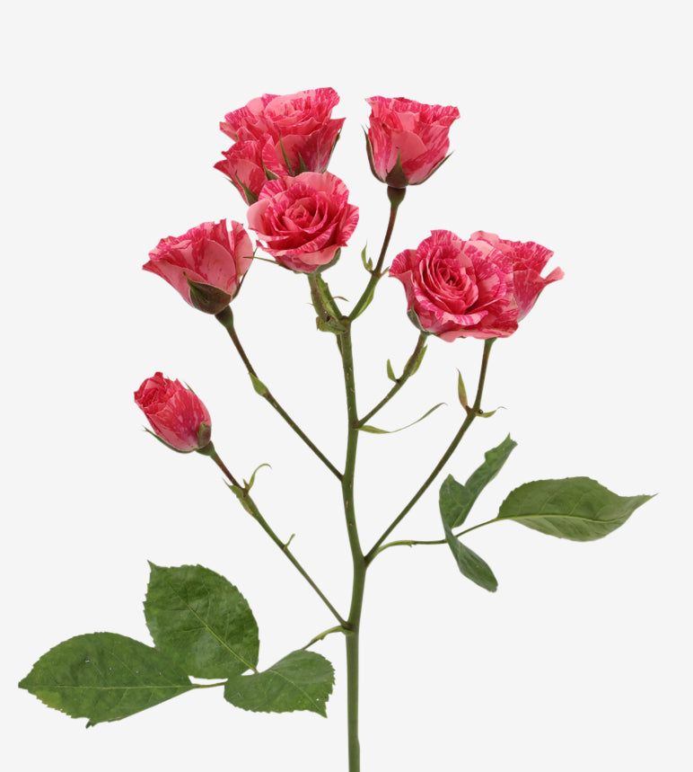 Spray Rose Pink Flash Pink Wayuu Colombia – Sourcing @ MM Flowers