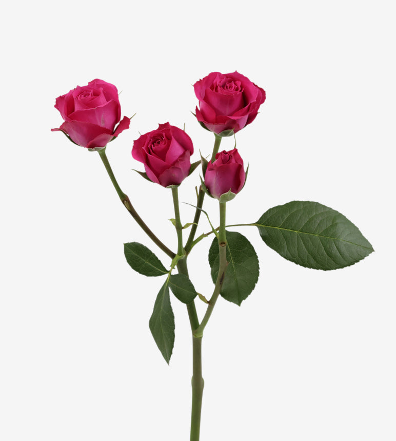 Spray Rose Purple Irishka Purple Wayuu Colombia