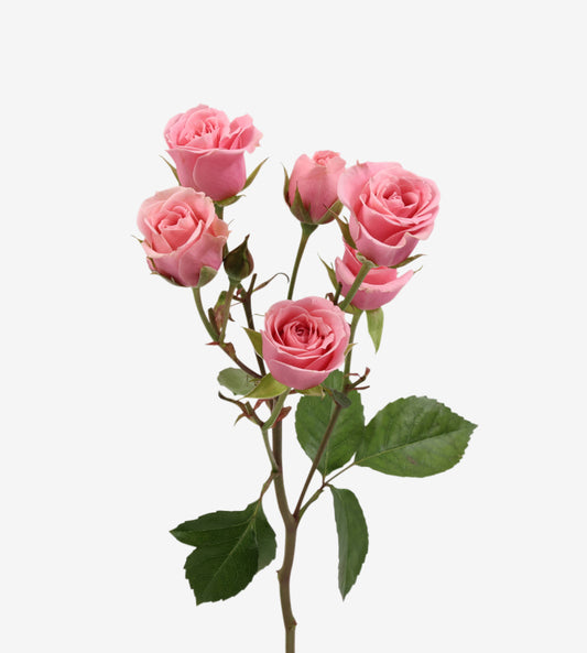 Spray Rose Sensation Pink Wayuu Colombia