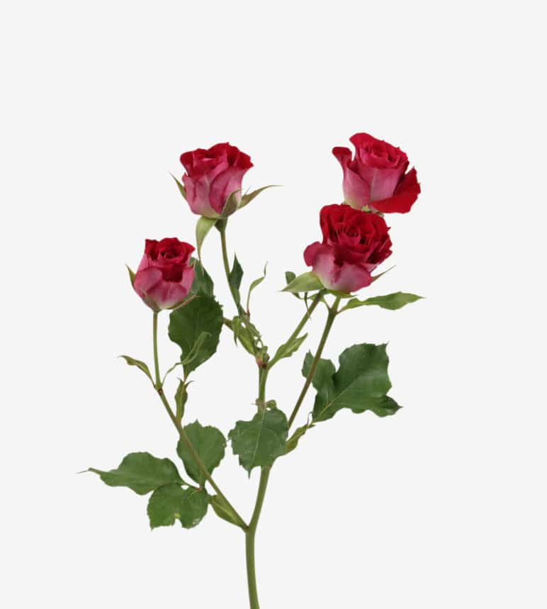 Spray Rose Tanaga Cerise Wayuu Colombia