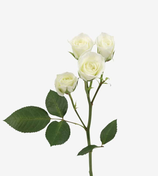 Spray Rose Viviane White Wayuu Colombia