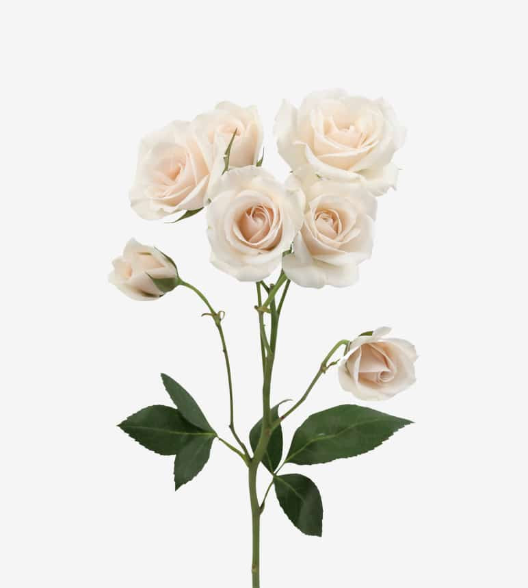 Spray Rose White Mikado White Wayuu Colombia – Sourcing @ MM Flowers