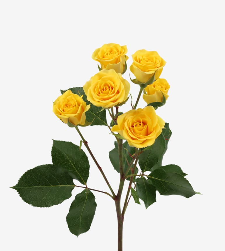 Spray Rose Yellow Babe Yellow Wayuu Colombia – Sourcing @ MM Flowers