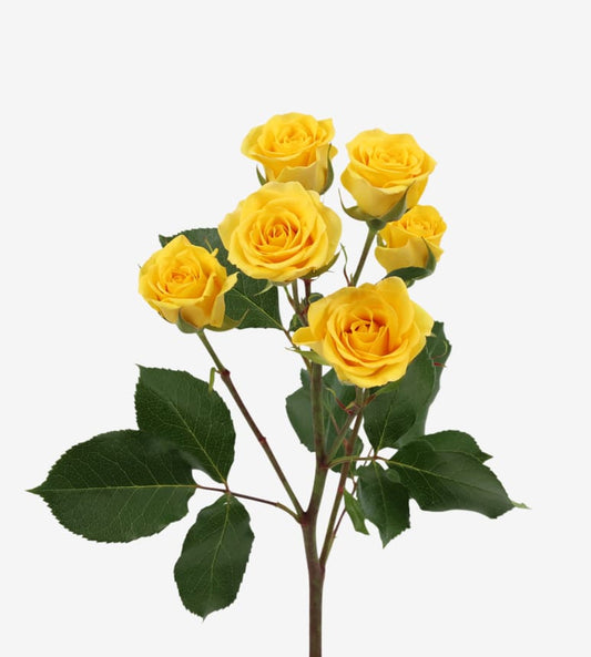 Spray Rose Yellow Babe Yellow Wayuu Colombia