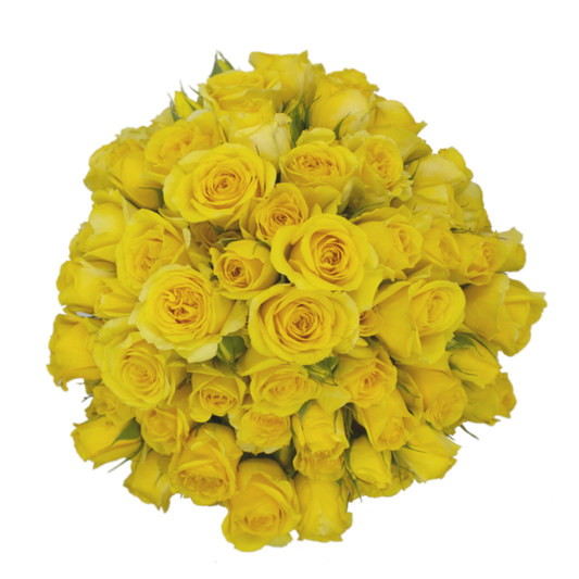 Outstanding Ecuadorian Spray Roses from a specialist Spray Rose farm