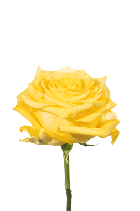 Rose Yellow Supersun Royal Flowers