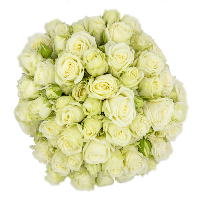 Outstanding Ecuadorian Spray Roses from a specialist Spray Rose farm