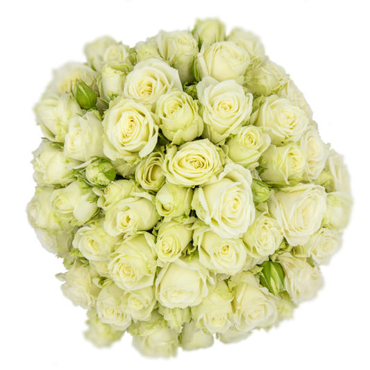 Outstanding Ecuadorian Spray Roses from a specialist Spray Rose farm