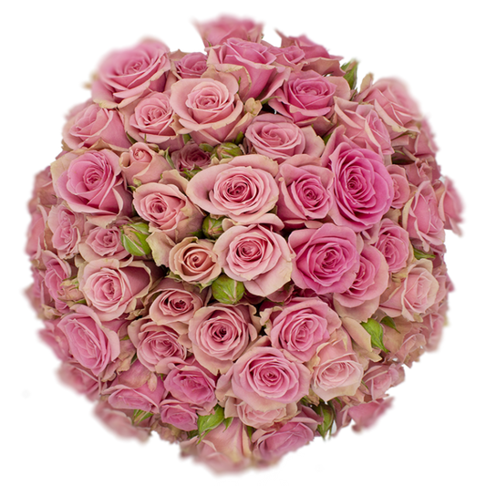 Outstanding Ecuadorian Spray Roses from a specialist Spray Rose farm