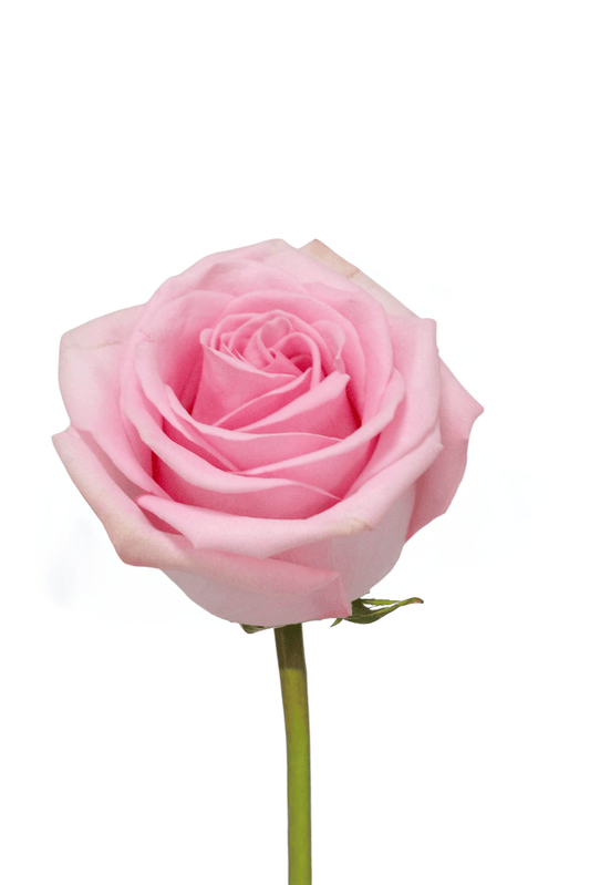 Rose Pink Sweet Cake Royal Flowers
