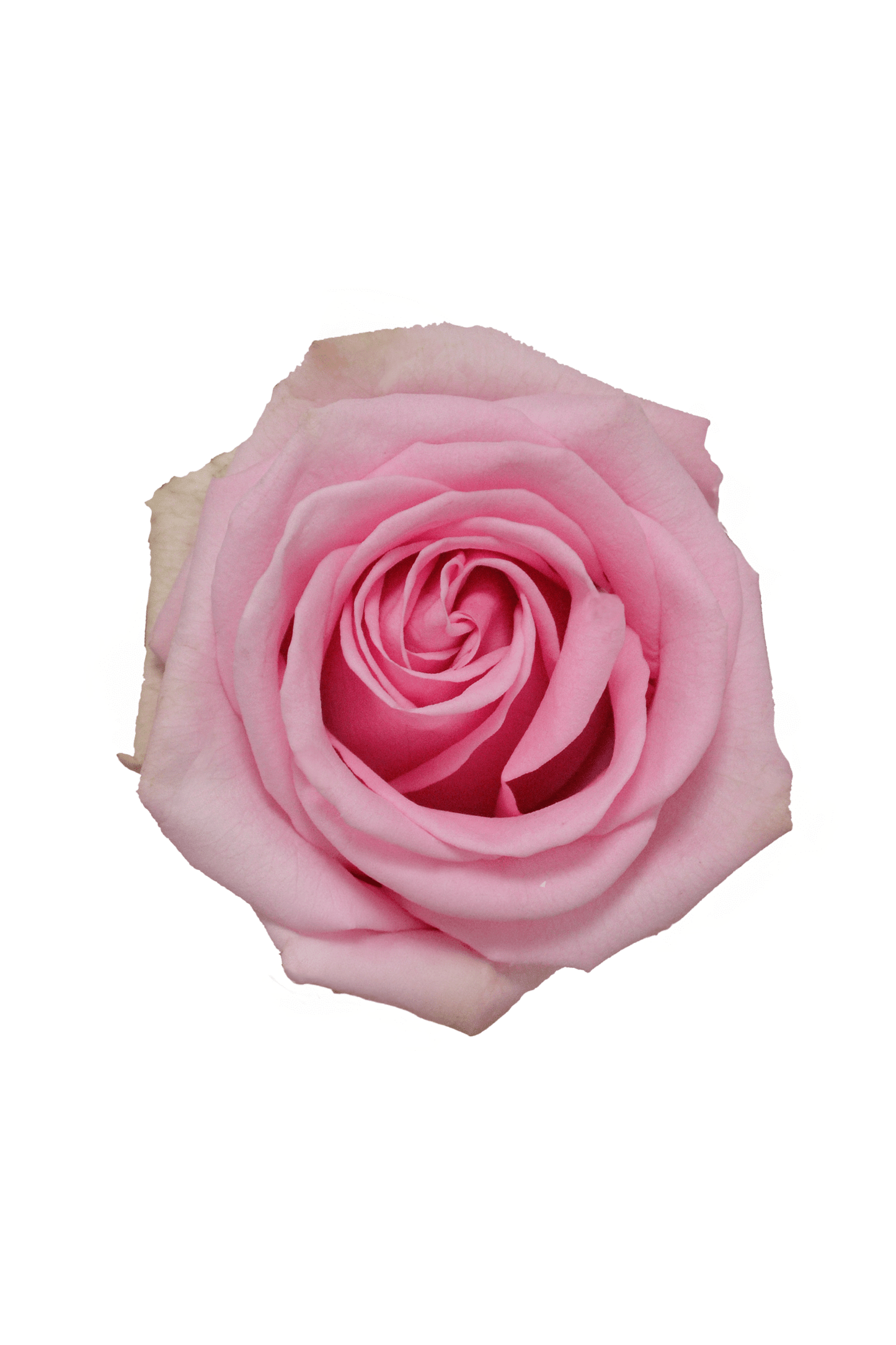 Rose Pink Sweet Cake Royal Flowers