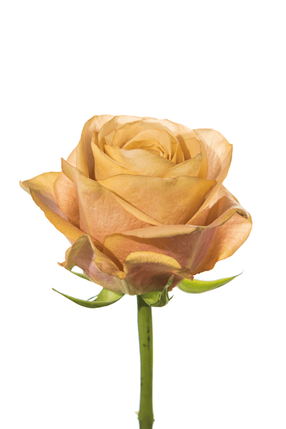 Rose Neutral Earthtone Symbol Royal Flowers
