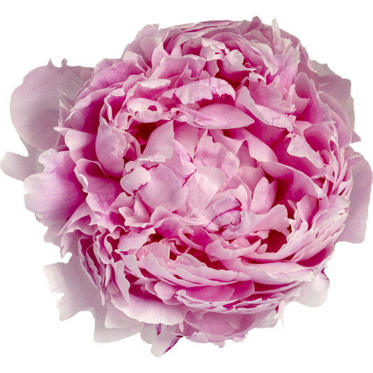 Stunning British Peonies
