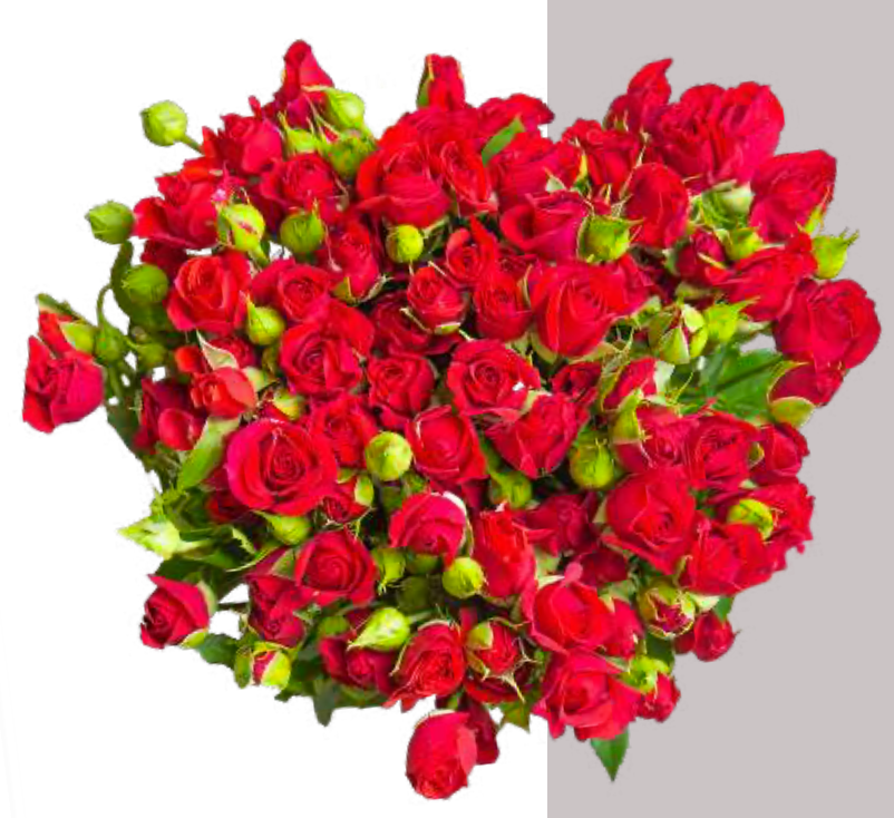 Impressive Kenyan Spray Roses 