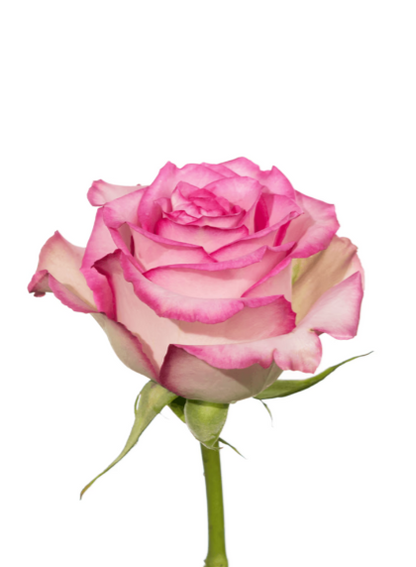 Rose Pink-Bi Sweet Unique Royal Flowers