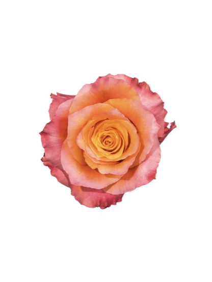 Rose Orange Orange Free Spirit Royal Flowers
