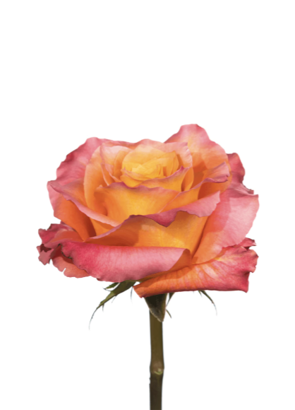 Rose Orange Orange Free Spirit Royal Flowers