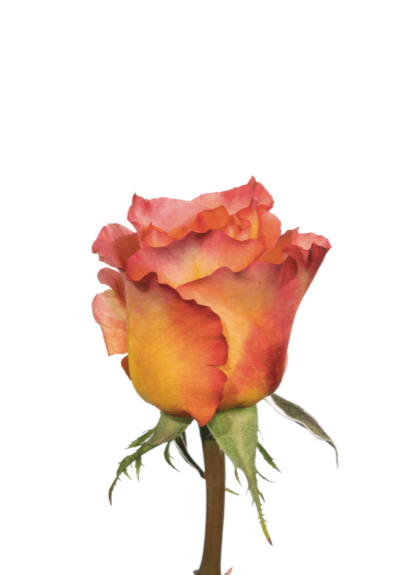 Rose Orange Orange Free Spirit Royal Flowers