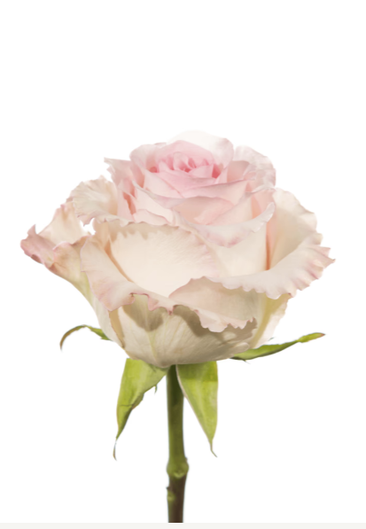 Rose Pink Mandala Royal Flowers