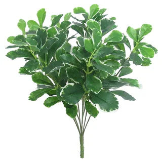 Pitto Green Variegated Pittosporum Agriver