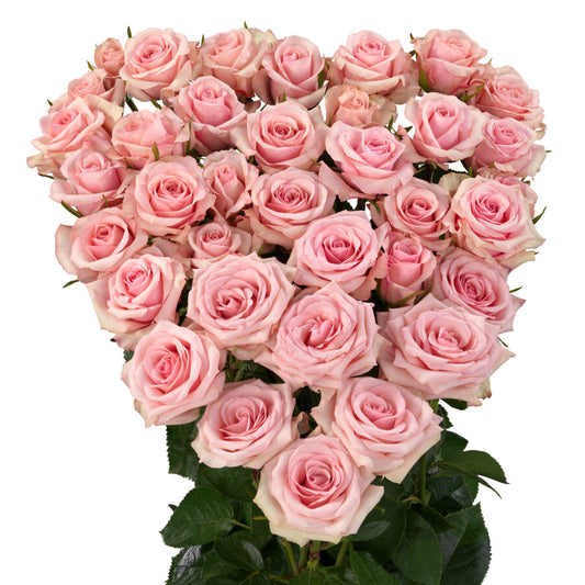 Impressive Kenyan Spray Roses 