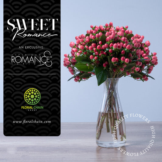 Hypericum Single Pink Sweet Romance Floral Chain