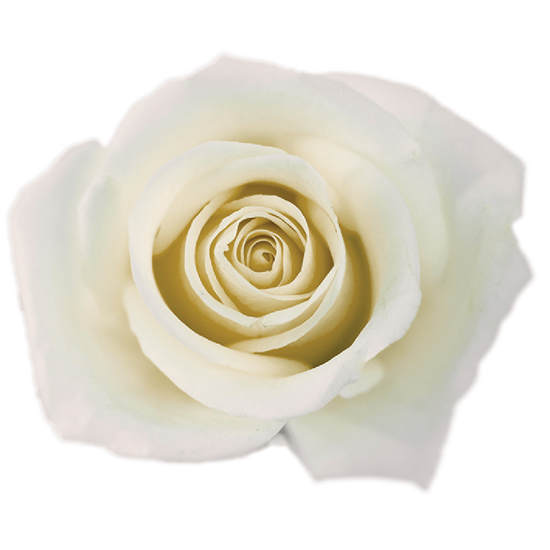 Impressive looking Ecuadorian roses
