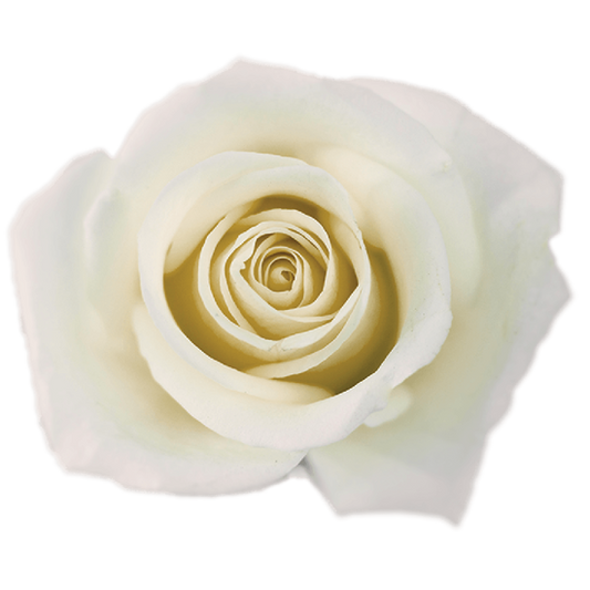 Impressive looking Ecuadorian roses